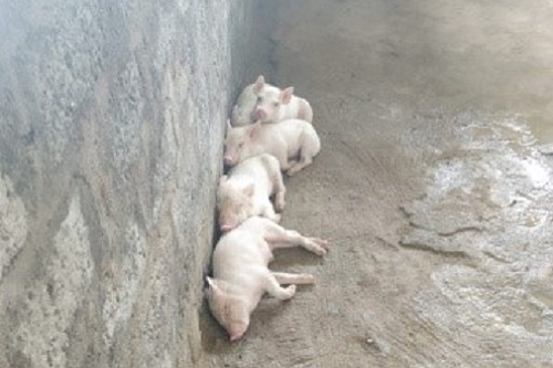 PIGLETS at Farmers shed