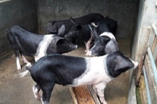 Success story of Pig Breeding Unit in Marngar Cluster, Ri-Bhoi, Meghalaya