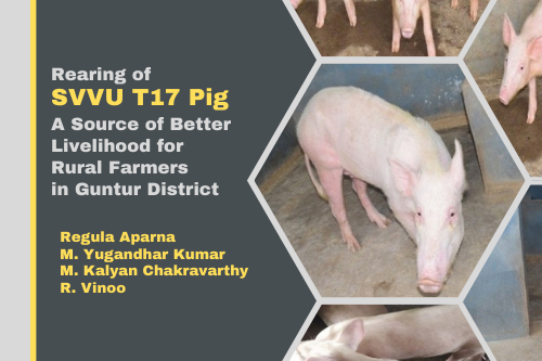 Rearing of SVVU T17 Pig