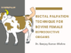 Rectal palpation technique for bovine female reproductive organs