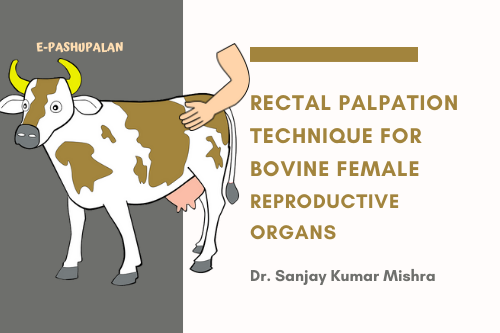 Rectal palpation technique for bovine female reproductive organs –  epashupalan