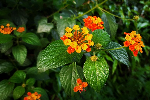 Red flower variety of Lantana camara is the most toxic