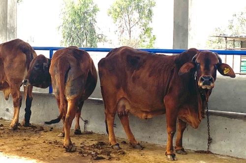 “Sahiwal”- indigenous breed focused upon to improve its genetic potential