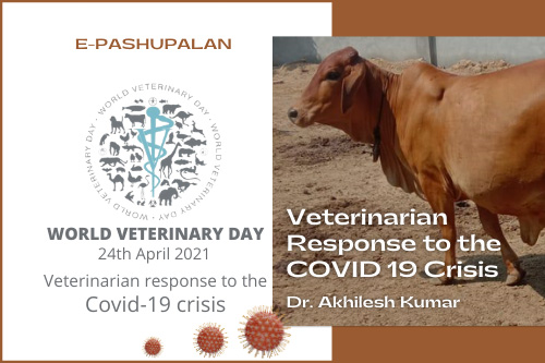 163-Veterinarian-response-to-the-Covid-19-crisis