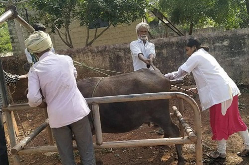 Artificial insemination AI done by the Veterinarian to enhance productivity  in the buffalo – epashupalan