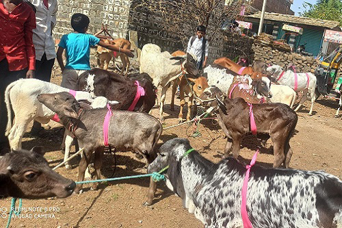 Calf rally organized in the village to promote the calf rearing in the village