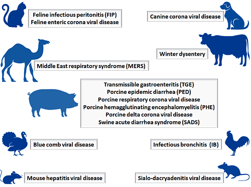 Figure 2: Corona viral diseases of veterinary importance