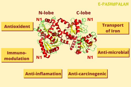 Crystal structure of bovine lactoferrin