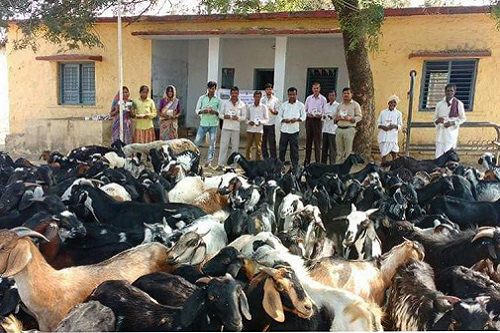 Deworming and mineral mixture distribution to the farmers by veterinarian for the welfare of animals