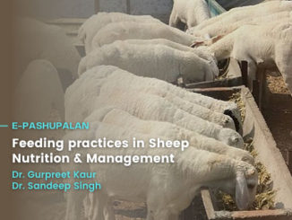 Feeding practices in Sheep- Nutrition and Management
