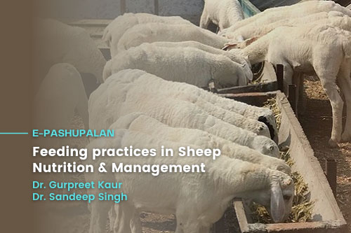 Feeding practices in Sheep- Nutrition and Management