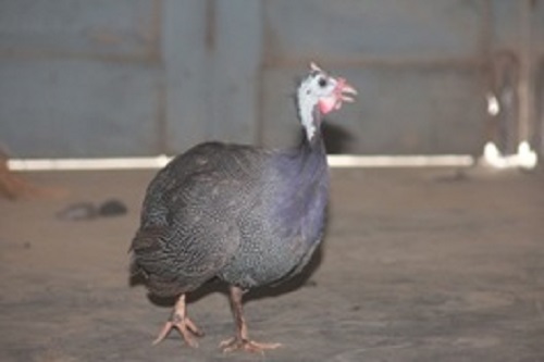 Improved Technology for sustainable Guinea Fowl production