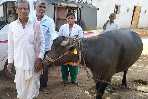 Insurance of buffalo done by Veterinarian for the security of farmer