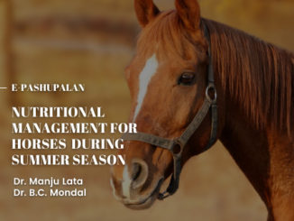 Nutritional Management for Horses during Summer Season