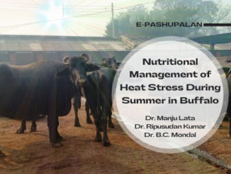 Nutritional Management of Heat Stress During Summer in Buffalo