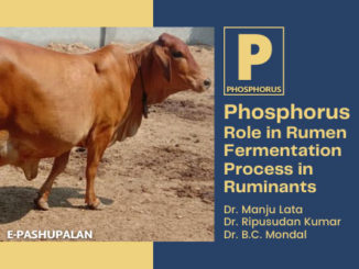Phosphorus: Role in Rumen Fermentation Process in Ruminants