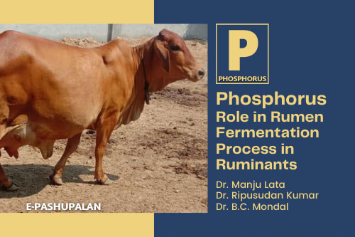 Phosphorus: Role in Rumen Fermentation Process in Ruminants – epashupalan
