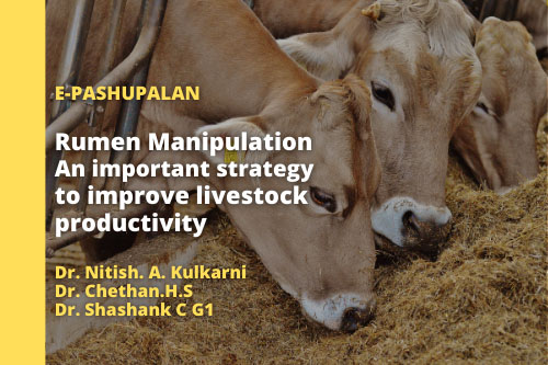 Rumen manipulation: An important strategy to improve livestock productivity  – epashupalan