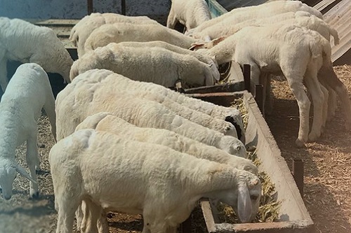 Feeding practices in Sheep- Nutrition and Management