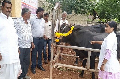 Veterinarian doing FMD vaccination programme in village and local body members inaugurated the programme