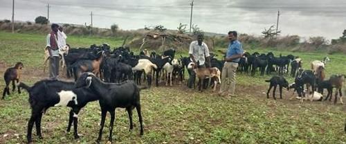 Veterinarian giving vaccination to the goats