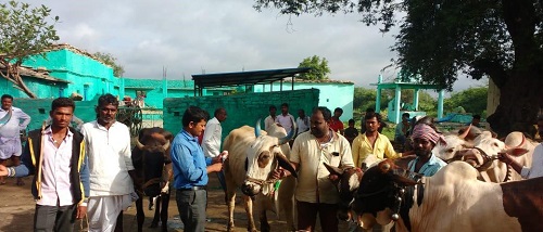 Veterinarian in a vaccination camp for the promotion of animal health and welfare
