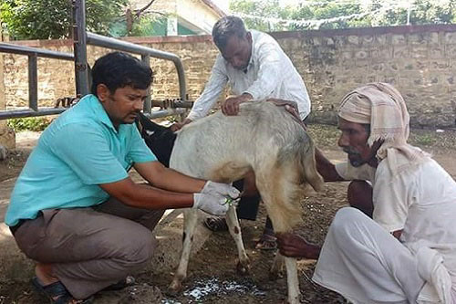 Veterinarian treating mastitis in goat early stage to avoid antimicrobial resistance