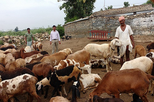 Veterinarian with livestock farmer – a winning combination