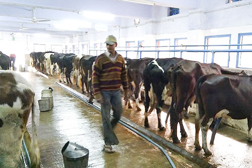Amelioration strategies to combat heat stress in Livestock 