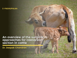 An overview of the surgical approaches for caesarean section in cattle