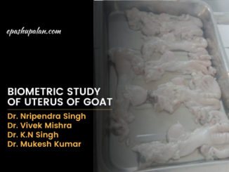 Biometric Study of Uterus of Goat