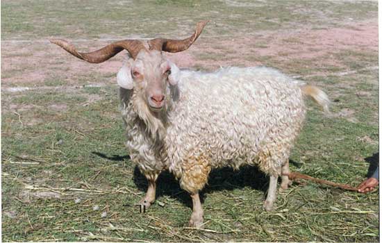Changthangi Sheep serving as economy of Changpas in Cold desert of Ladakh –  epashupalan