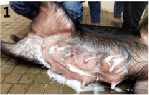 Mastitis-Metritis-Agalactia Syndrome in Andaman Local Pig