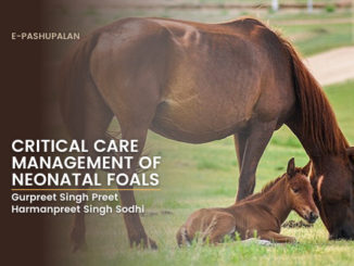 Critical Care Management of Neonatal Foals