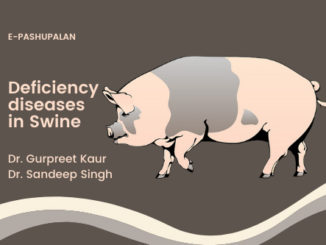 Deficiency diseases in Swine