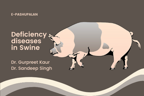 Deficiency diseases in Swine