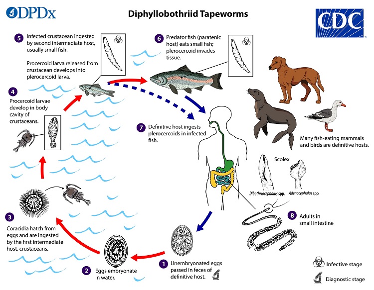 Diphyllobothriasis and its current situation
