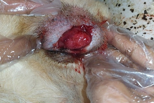 Dog-Canine Transmissible Venereal Tumor