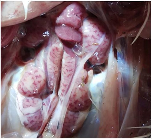 Unconventional approach to treat probable case of mycotoxicosis/toxicosis