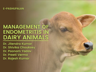 Management of Endometritis in Dairy Animals