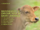 Management of Endometritis in Dairy Animals
