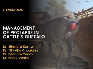 Management of Prolapse in Cattle and Buffalo
