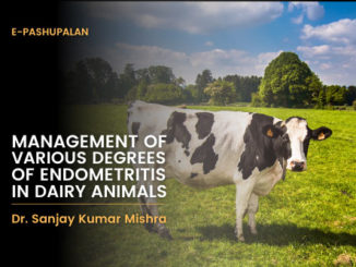 Management of various degrees of endometritis in dairy animals
