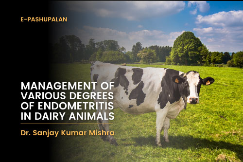 Management of various degrees of endometritis in dairy animals