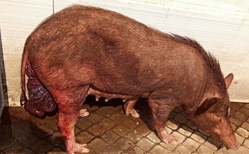 Nicobari pig with uterine prolapse in standing position