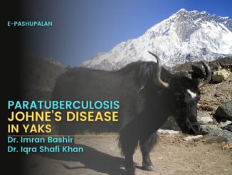 Paratuberculosis/Johne’s disease in Yaks