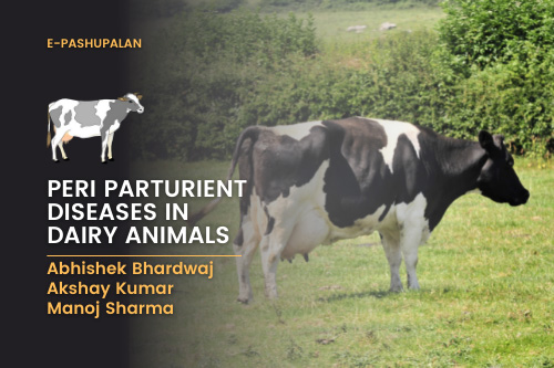 Peri Parturient Diseases in Dairy Animals – epashupalan