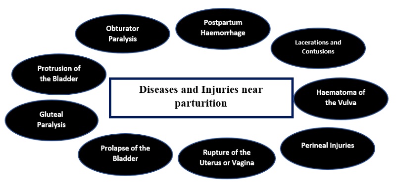 Pictorial representation of diseases and injuries near parturition