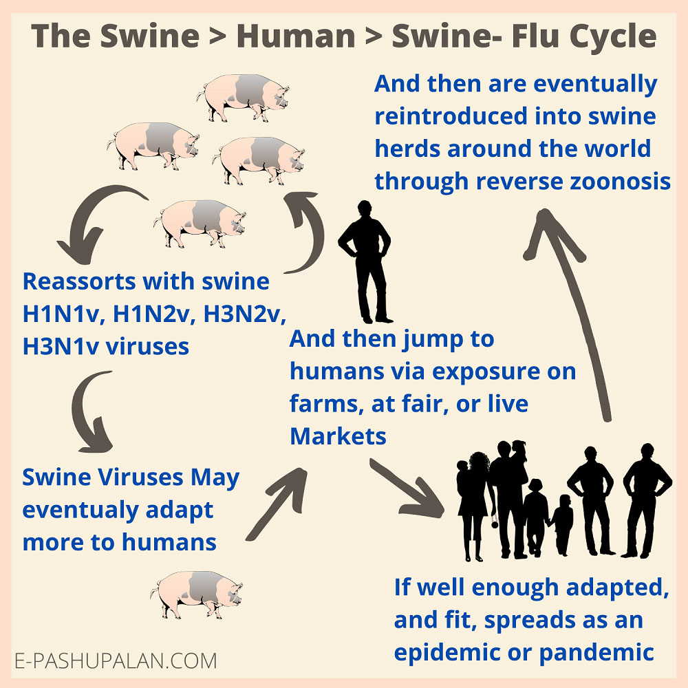 Swine Flu and its outbreaks