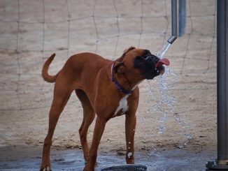 Control of Heat Stress in Dogs